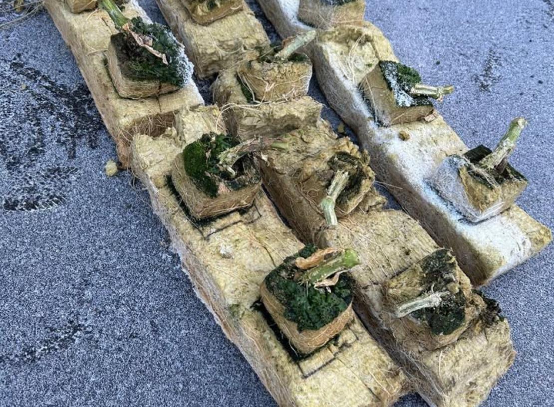  Växtunderlaget tar vi hand om, ta kontakt så löser vi🥒  
Huolehdimme kasvualustasi, ota meihin yhteyttä niin ratkaisemme sen🥒